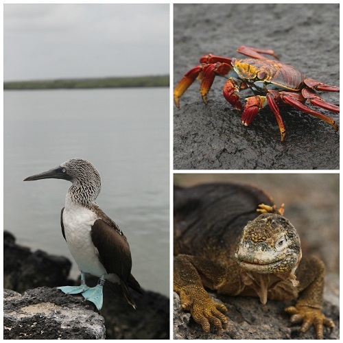 2015-07-29-1438195344-6975283-GalapagosAnimals.jpg