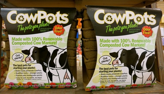 2015-07-30-1438268294-1929470-CowPots.jpg