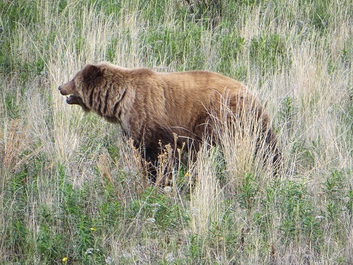 Loaded for Bear A Day in the Death of a Grizzly Canada s