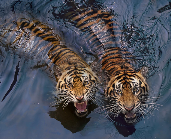 2015-08-04-1438705547-2854535-tigers.jpeg