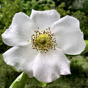 2015-08-05-1438789129-3734339-Cherokee_rose.jpg