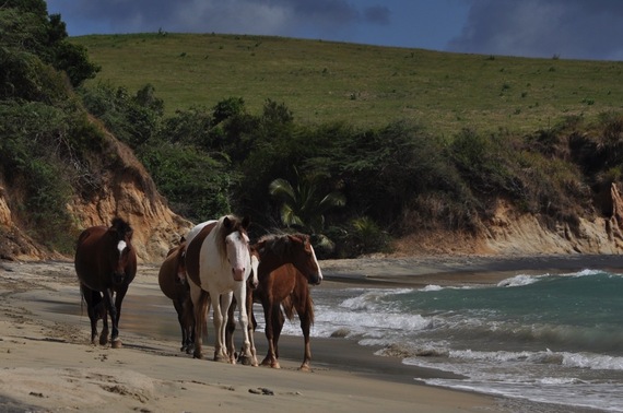 2015-08-05-1438803211-9979376-ViequesIslandHorses_1080px.jpeg