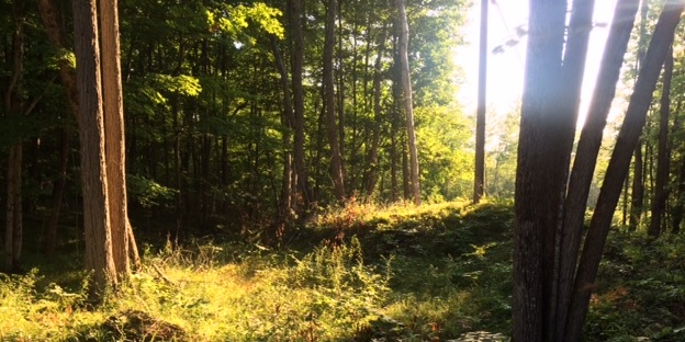2015-08-05-1438808991-82829-forest.jpg