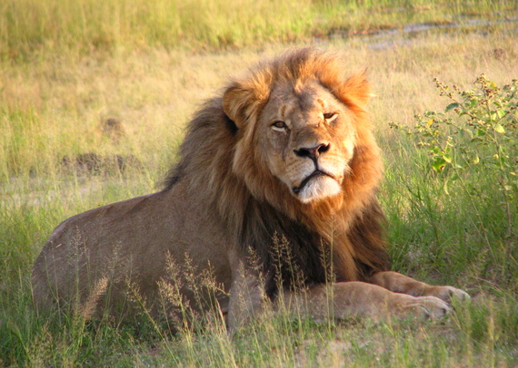 2015-08-06-1438868714-3515174-Cecil_the_lion_at_Hwange_National_Park_4516560206.jpg