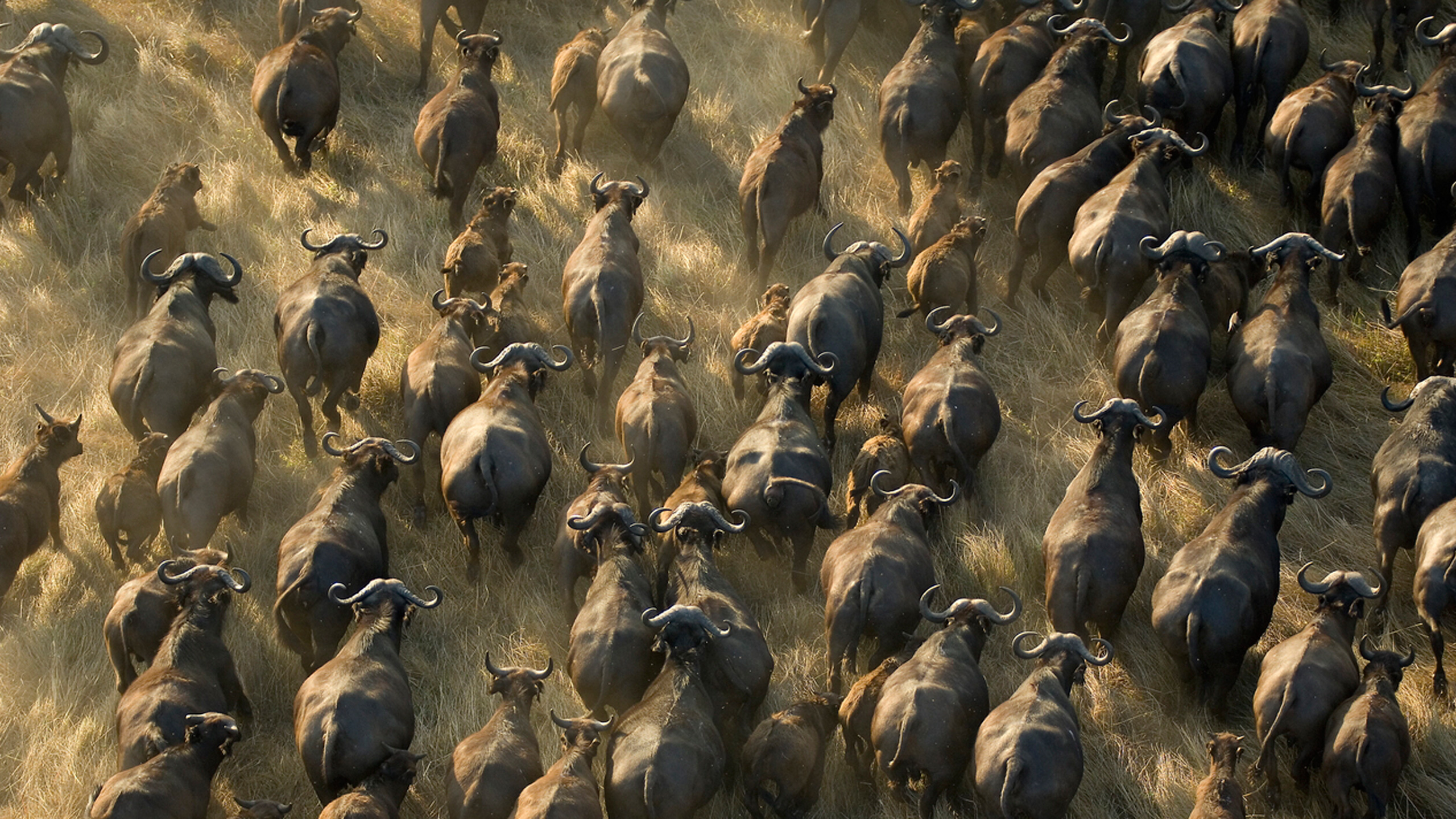 Миграция буйволов