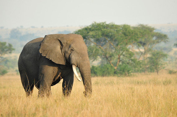 2015-08-11-1439304669-7023068-2_JulieLarsenMaher_4392_Africanelephantinwild_UGA_062010_hr1.jpg