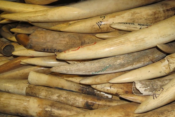 2015-08-11-1439305707-316974-mozambiqueivory.jpg