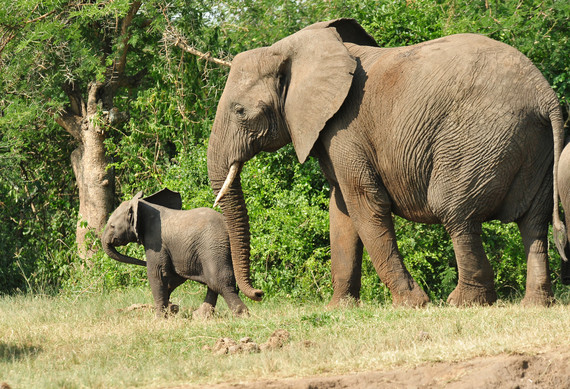 2015-08-11-1439306269-9103170-JulieLarsenMaher_6264_AfricanElephant_UGA_062210_hr.jpg