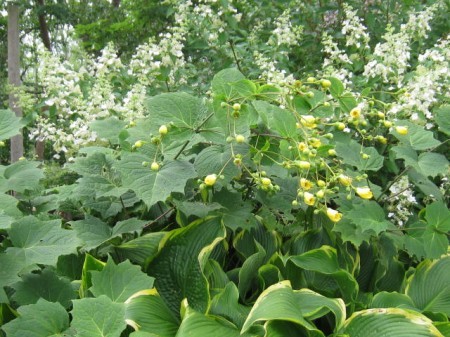 2015-08-18-1439923637-3345066-YellowWaxbells.jpg