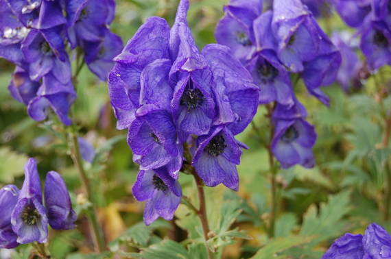 2015-08-18-1439923779-2316897-Monkshood.jpg