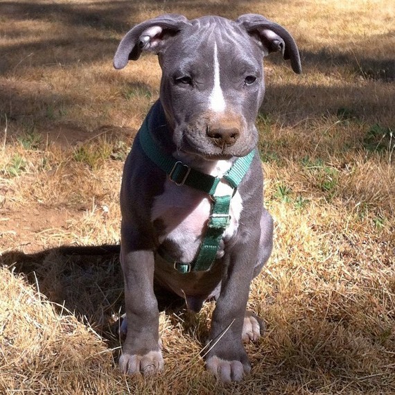 Why a Pit Bull Could be the Perfect Foster Pet for You | HuffPost Impact