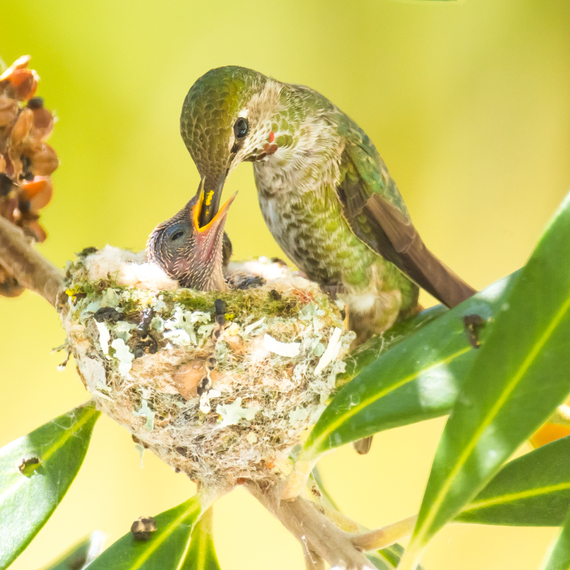 2015-08-26-1440565389-3259407-Feeding_Closeup1.jpg