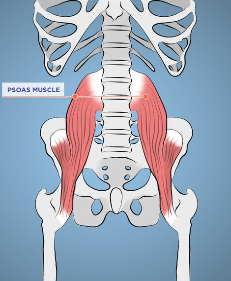 2015-08-26-1440595347-6499342-psoasMuscle1.png