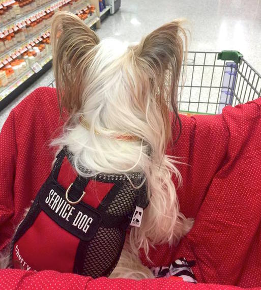 legitimate service dog vest