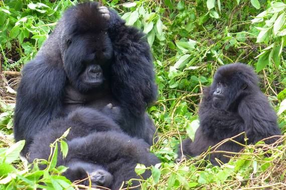 2015-09-01-1441069307-2074415-Gorillas.jpg