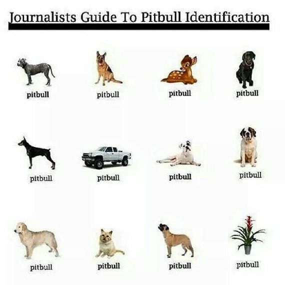 Dog Breed Identification Chart