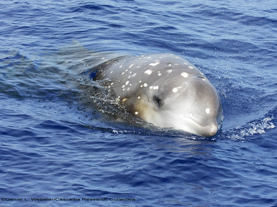 2015-09-17-1442528509-3297357-Cuviers_beaked_whale_2008May05_D10_DLW_0052800.jpg