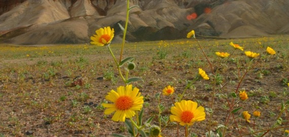 2015-09-28-1443422368-8406523-Death_valley_flowers_1.jpeg