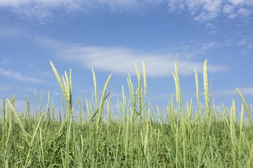 2015-09-29-1443525736-6242584-Orkney_Scotland_grass_and_sky.jpg