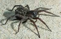 2015-09-29-1443547233-2220667-wolfspider.jpg