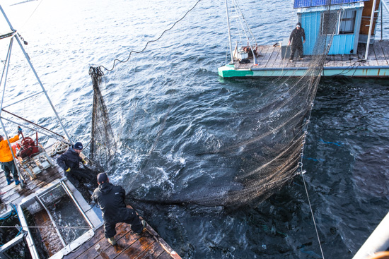 The True North of Sustainable Fishing, ReefNet Style | HuffPost Life