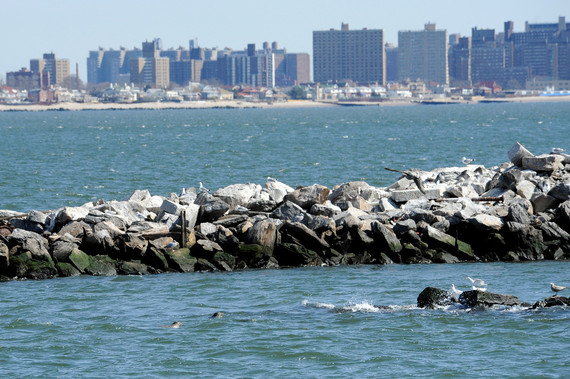 2015-09-30-1443621924-2181140-JulieLarsenMaher_0479_NewYorkSeascapeandSkylineHarborSeals_031012.jpg