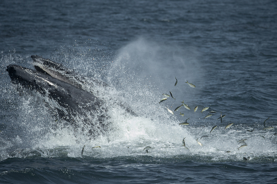 2015-09-30-1443622593-9796793-JulieLarsenMaher4255HumpbackWhaleFeedingNYBight082714.jpg