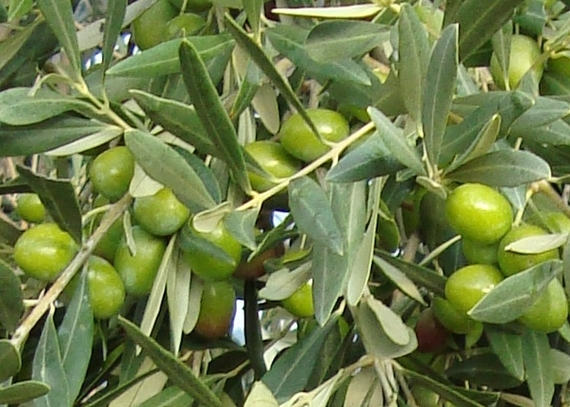 2015-10-07-1444230855-6210050-Greenolives.JPG