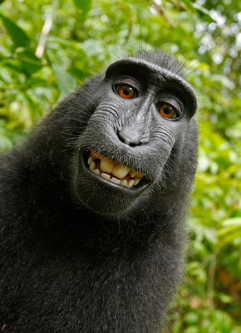 2015-10-09-1444395330-133791-Macaca_AffenSelfie_350.jpg