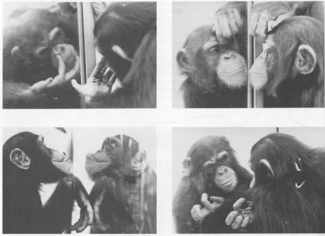 2015-10-14-1444802956-8029860-chimp_mirror.jpg