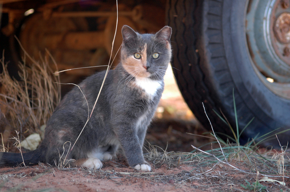 2015-10-16-1445004165-2718544-Eartippedcatbytire_PhotobySarahKichas_BestFriendsAnimalSociety.jpg