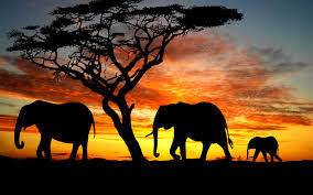 2015-10-18-1445191324-8664918-elephantsatdusk.jpg