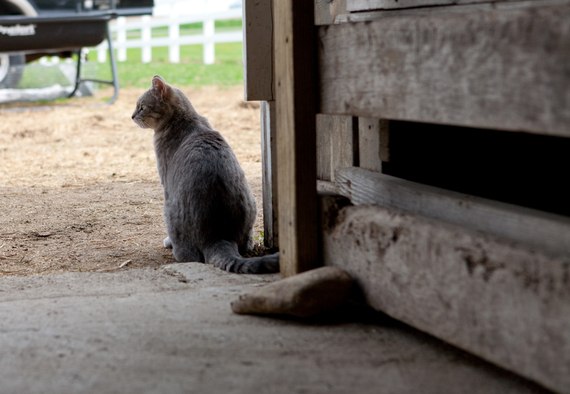 2015-10-19-1445294684-5802185-HP_APA_Barn_Cat_1.jpg.jpg