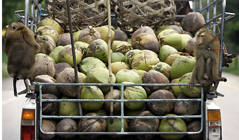 Did an Abused Monkey Pick Your Coconut? | HuffPost