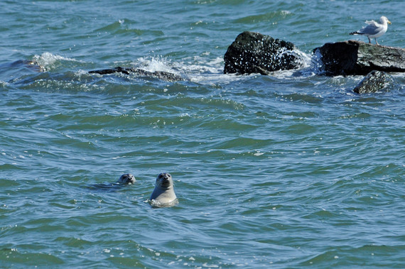 2015-10-26-1445886934-2159699-JulieLarsenMaher_0414_NewYorkSeascapeandSkylineHarborSeals_031012.jpg