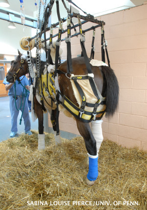 2015-10-27-1445951173-4573164-2barbaro.jpg