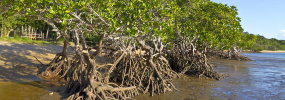 2015-10-27-1445967371-7445043-mangrovesaustraliaTDCccr300.jpg