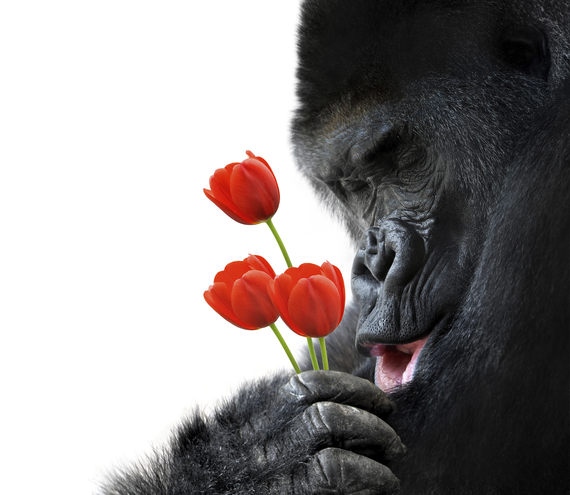 2015-10-28-1446051450-9842859-Gorilla_Tulips.jpg