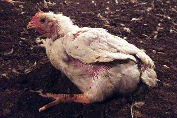 Eating Chickens Is A Leading Cause Of Death Worldwide Huffpost