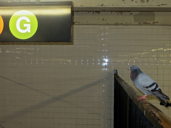 2015-10-31-1446299944-8222279-hurricanesandypigeonnycsubway20132b.jpg