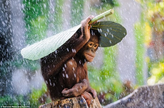 2015-11-04-1446602004-1266200-orangutanumbrella.jpg