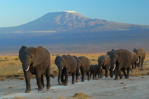 2015-11-07-1446904409-4764873-Elephants_at_Amboseli_national_park_against_Mount_Kilimanjaro.jpg