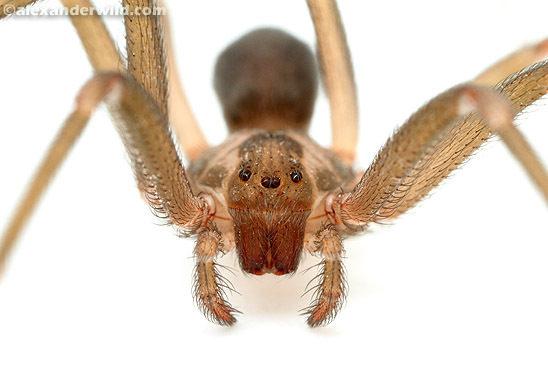 2015-11-09-1447091553-3412385-brown_recluse1.jpg