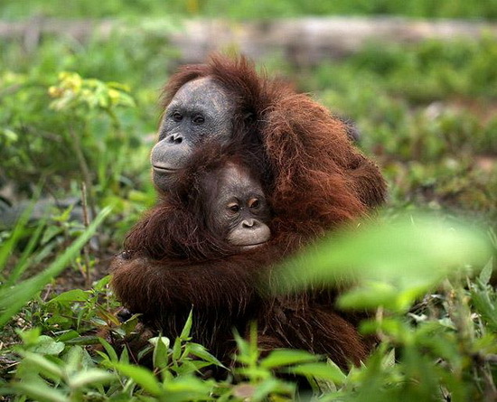 2015-11-10-1447178420-2510932-orangutanmotherchildhuddledpetrifiedencasedbyhunterscredVierPfotenFourPawsRHOIRexAPccr255.jpg