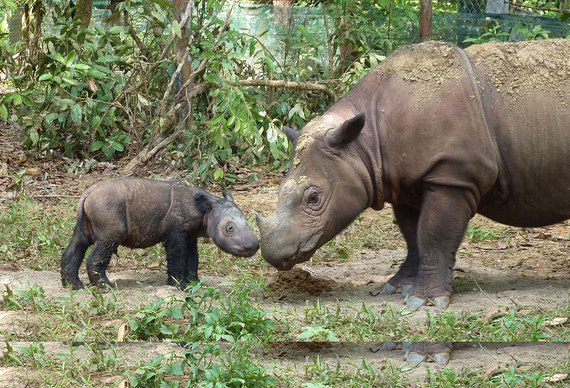 2015-11-11-1447209945-2243242-Sumatran_rhinoceros_four_days_old.jpg