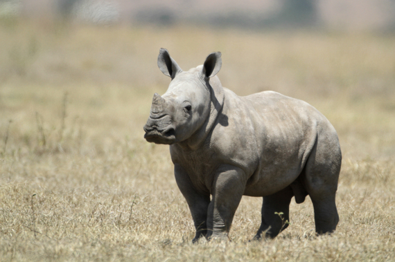 2015-11-11-1447211736-2202507-White_Baby_Rhino.jpg