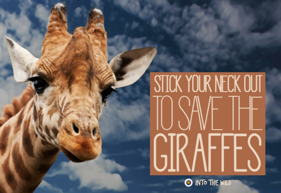 Image result for save the giraffes