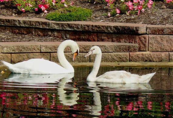 2015-11-17-1447744466-3792575-swans.jpg