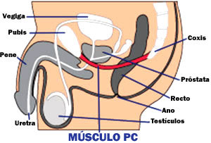 2015-11-18-1447863094-6269494-musculoPC.jpg