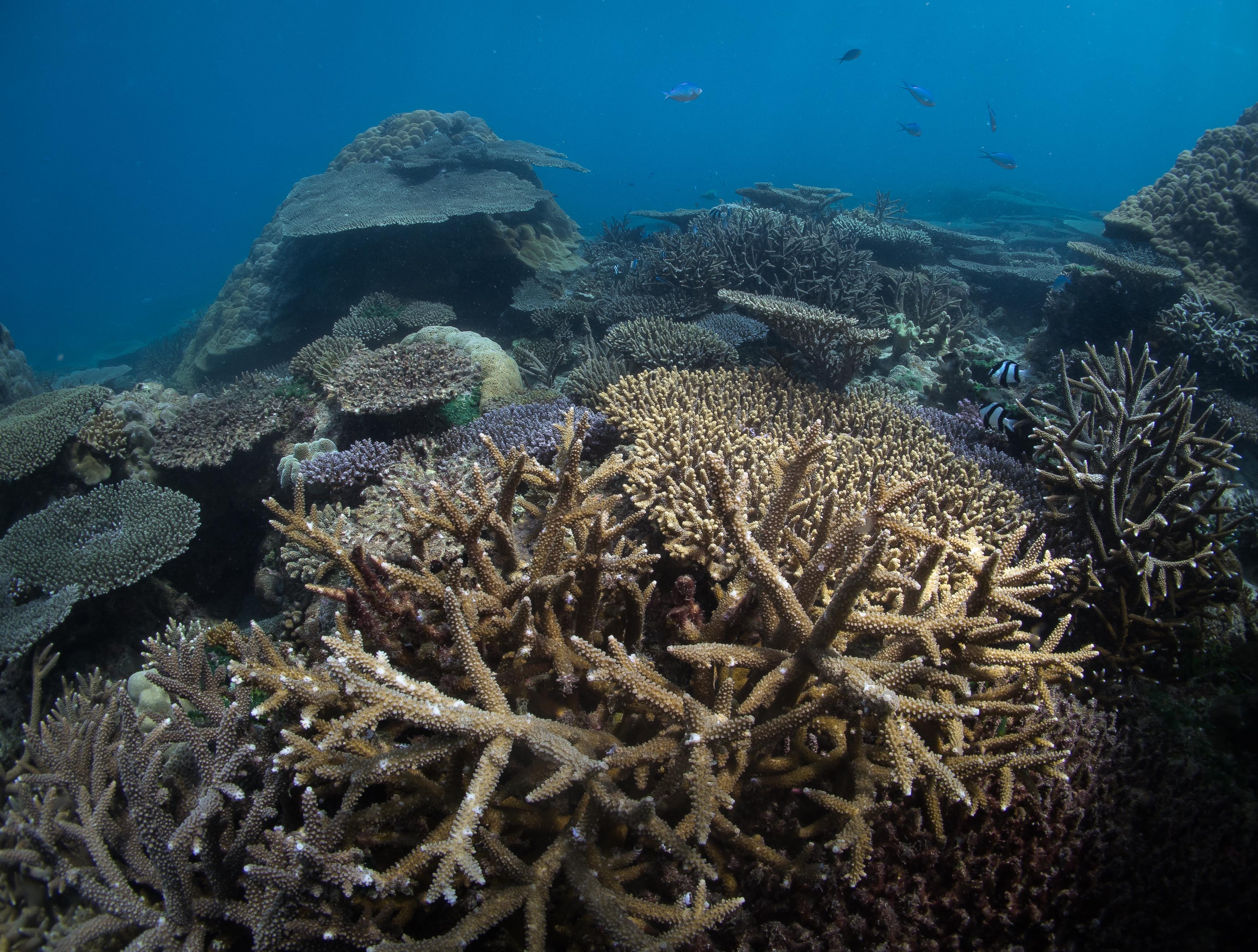 5 Questions about Climate Change and Coral Reefs for Dr. Emily Darling ...